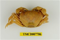 藏品(藍灰澤蟹)的圖片